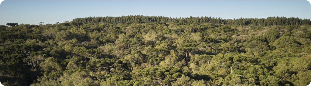 Caminhos entre araucárias e horizontes infinitos